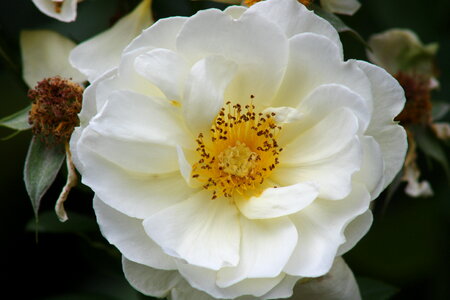 Closeup of roses at International Rose Test Garden