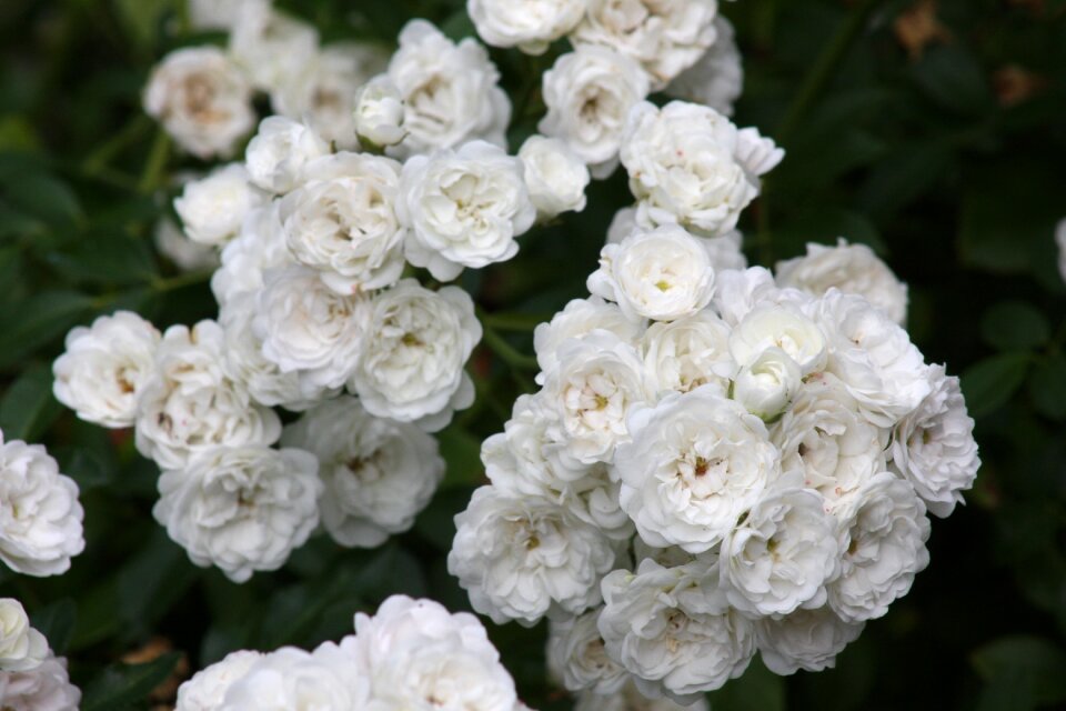 Closeup of roses at International Rose Test Garden
