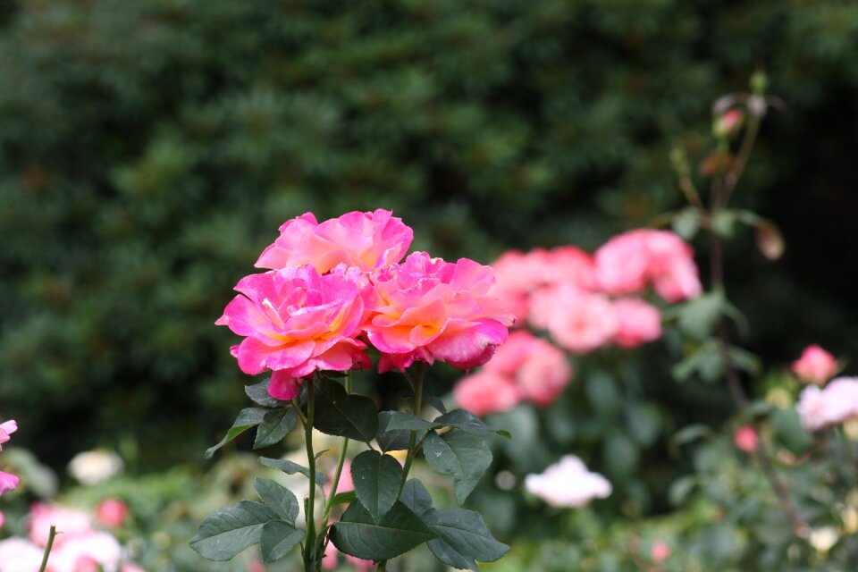 Closeup of roses at International Rose Test Garden