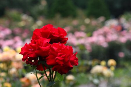 Closeup of roses at International Rose Test Garden photo