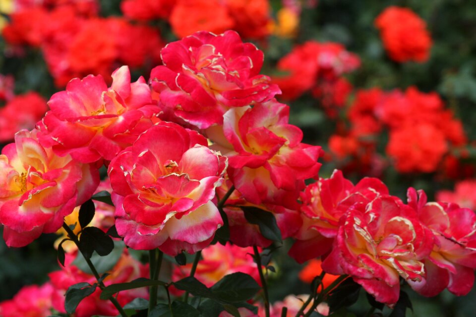 Closeup of roses at International Rose Test Garden