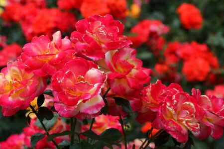 Closeup of roses at International Rose Test Garden