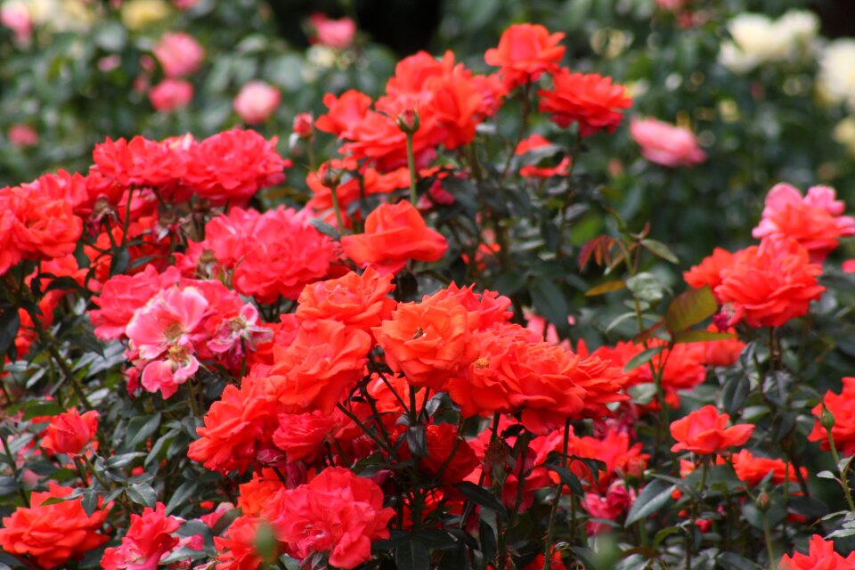 Closeup of roses at International Rose Test Garden