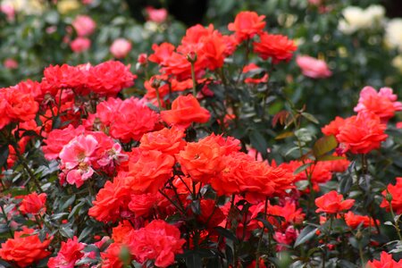 Closeup of roses at International Rose Test Garden