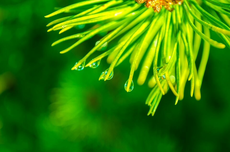 A branch of pine scrub needles with water droplets