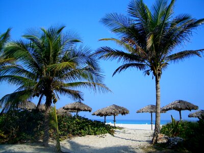 View of Varadero beach in Cuba with a coconut tree photo