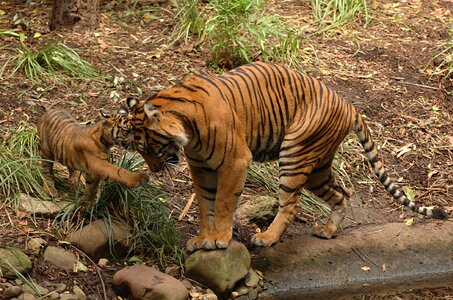 Tigress with a kitten on a grass