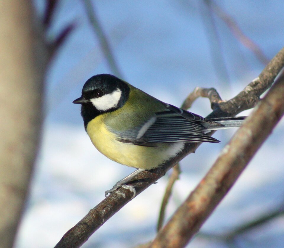 Great tit in springtime perched on willow catkins