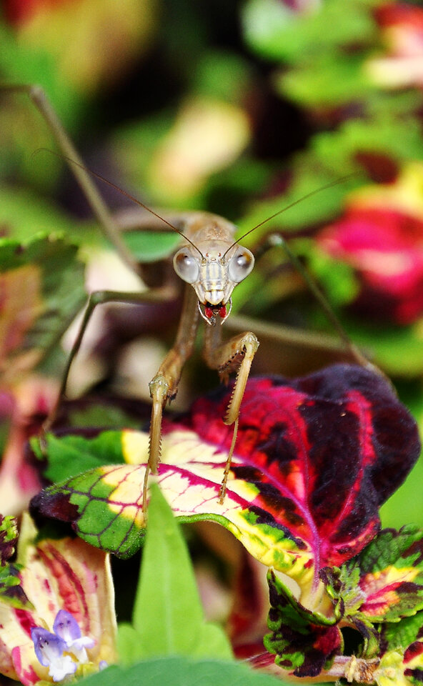 praying mantis staring back with leg in mouth.