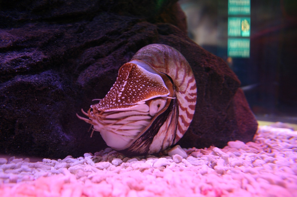 Nautilus aquarium marine
