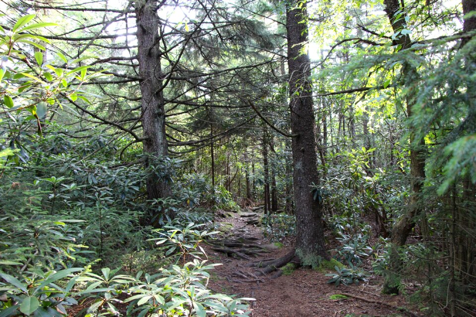 green rainforest path Rohrbaugh Plains in West Virginia