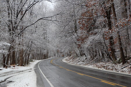 Frosted tree in Shenandoah National Park photo