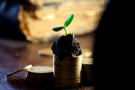 Golden coins in soil with young plant. Money growth concept. photo