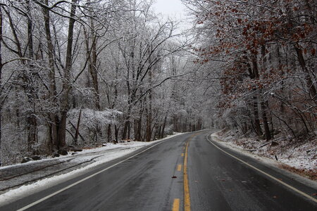 Frosted tree in Shenandoah National Park