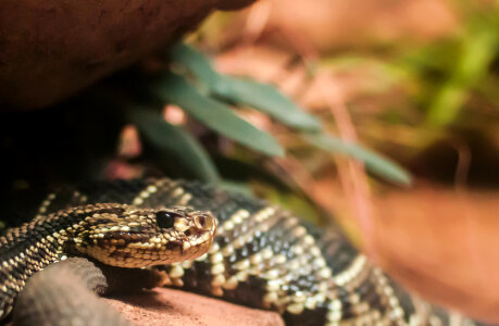 A close-up of a Burmese python slithering on a rock photo