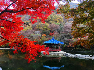 Fall Foliage Naejangsan National Park