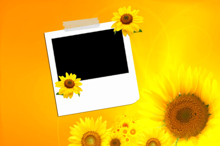 Photo frame, Sunflowers