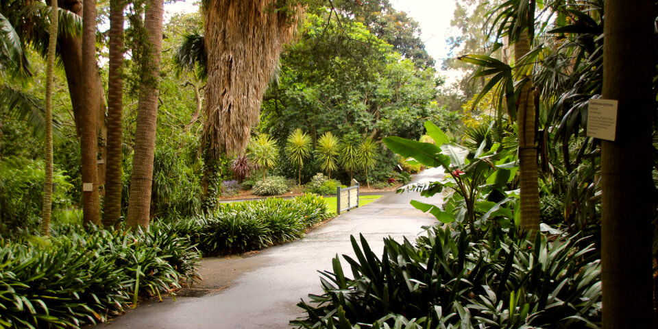 Sydney Botanical Gardens