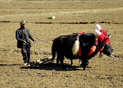 Tibetan farmers plough by draught yaks on farmland