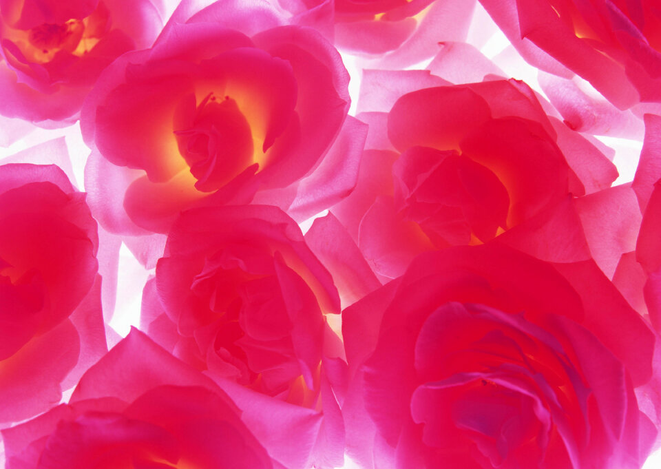 Roses as a background