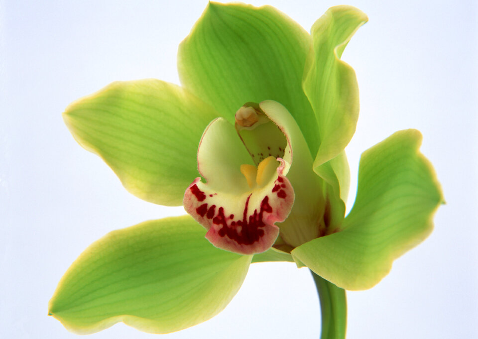Green thai orchids flowers.