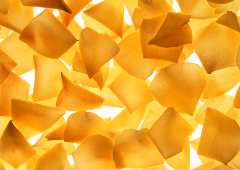 A collection of yellow rose petals on a white background.
