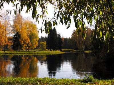 forest and river photo