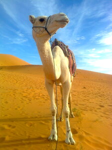 Camel Desert landscape adventure photo