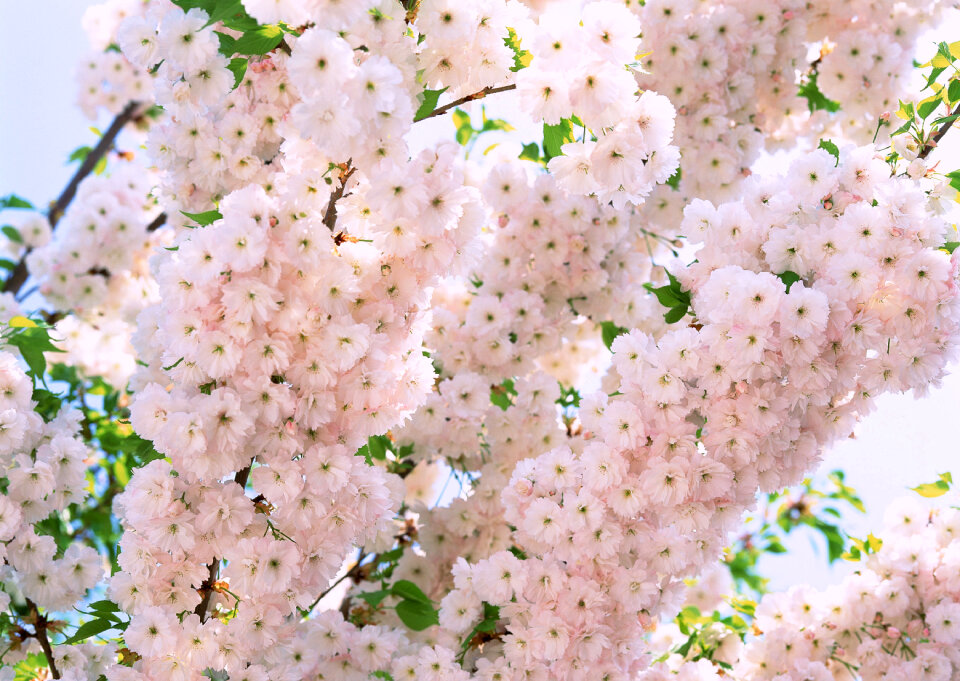 Pink cherry flowers blooming in springtime.