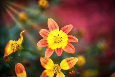 sun flowers photo