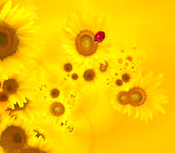 Sunflower and ladybug as a background.