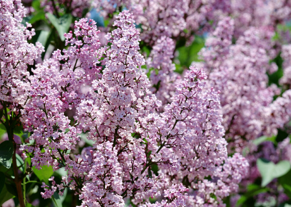 Green branch with spring lilac flowers