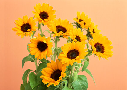 Sunflower. light brown background photo