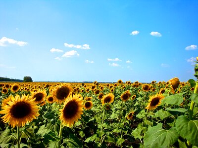 sunflowers field photo