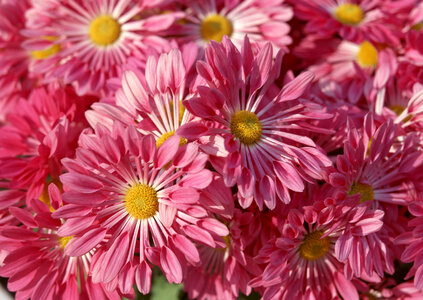 Pink daisy flowers photo