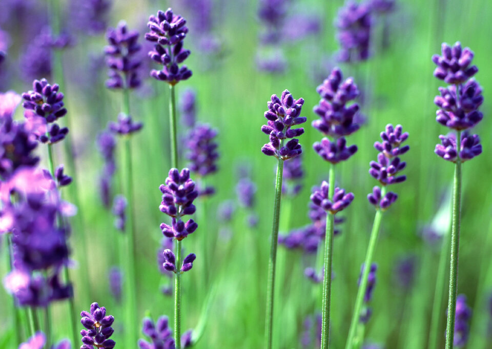 Lavender Flowers photo