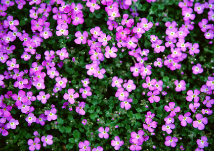 Small pink flowers photo