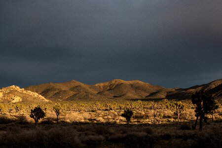 Boulders and Joshua Trees in Joshua Tree National Park