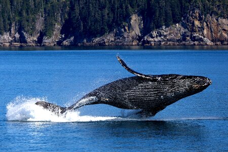 humpback whale in Kenai fjords National Park photo
