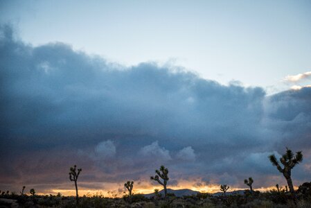 Boulders and Joshua Trees in Joshua Tree National Park photo