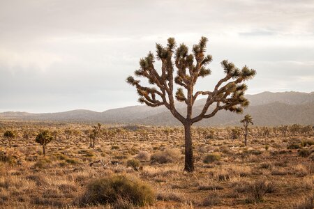 Boulders and Joshua Trees in Joshua Tree National Park photo