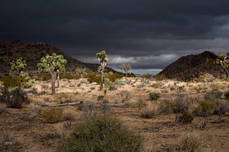 Boulders and Joshua Trees in Joshua Tree National Park photo