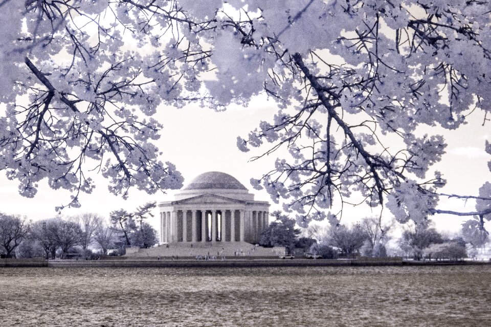 Cherry blossoms near the Tidal Basin