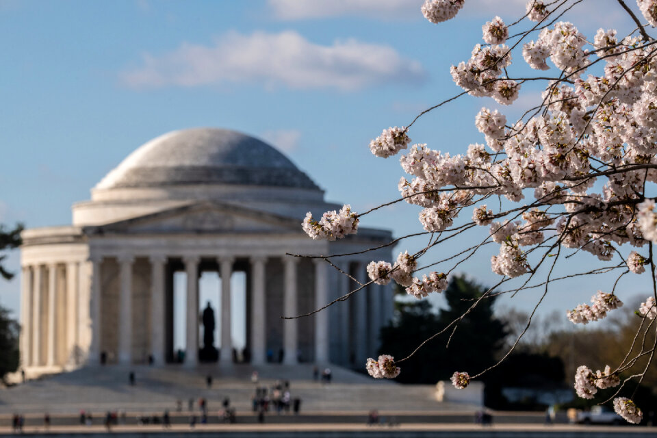 Cherry blossoms near the Tidal Basin