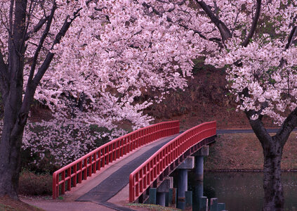 Branches of a cherry tree at sakura season in spring photo