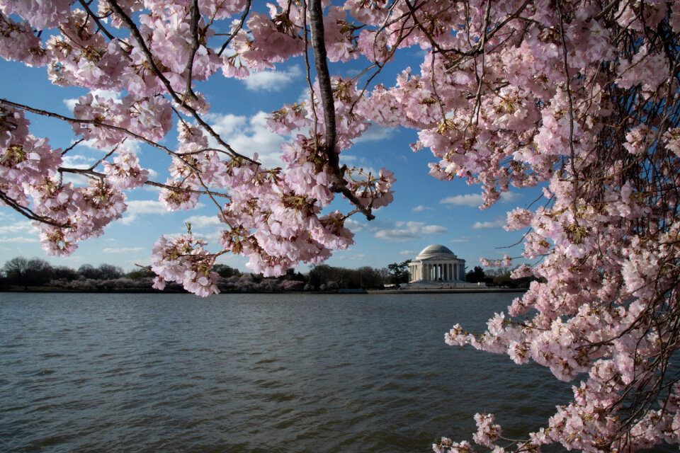 Cherry blossoms near the Tidal Basin
