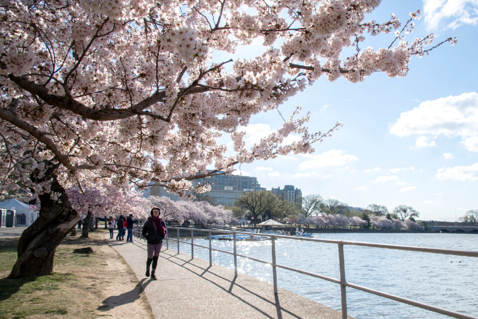 Cherry blossoms near the Tidal Basin