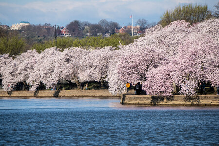 Cherry blossoms near the Tidal Basin photo