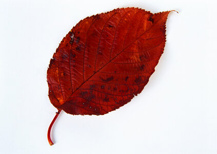 Fall leaf isolated on white background photo