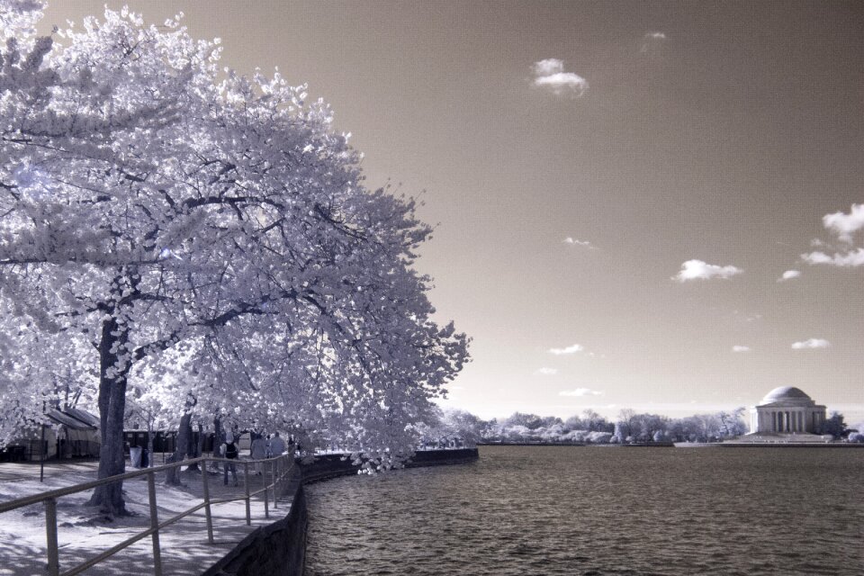 Cherry blossoms near the Tidal Basin